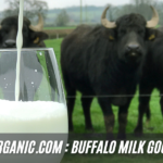 wellhealthorganic.com : Buffalo Milk Good for Health: Usage, Benefits, Importance